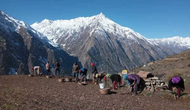 अटल रोहतांग टनल से दो किलोमीटर पीछे खेतों से ही हाथोंहाथ बिक गया आलू