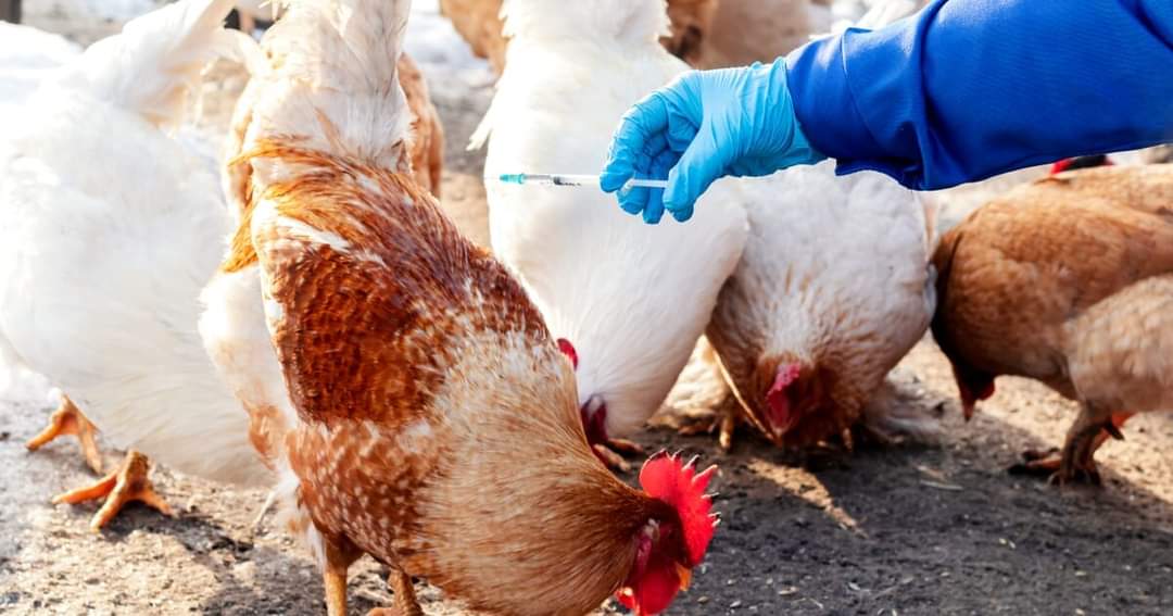 प्रदेश के चूना पत्थर उद्योगों को बर्ड फ्लू से लाखों का नुकसान