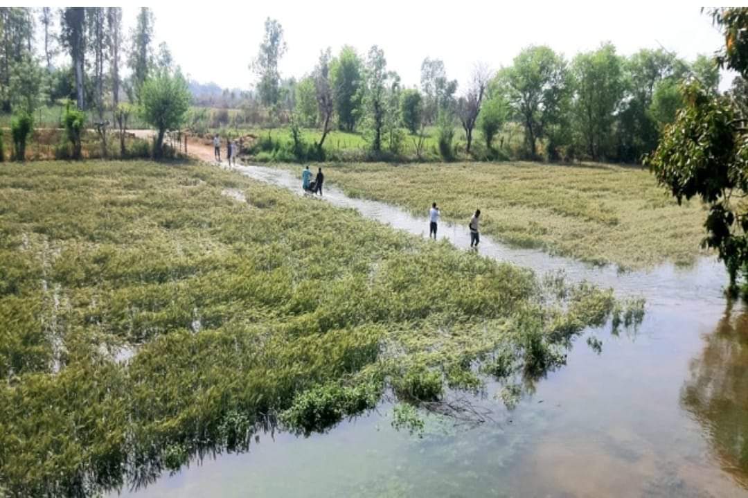 देखते ही देखते तबहा हो गई सारी फसल
