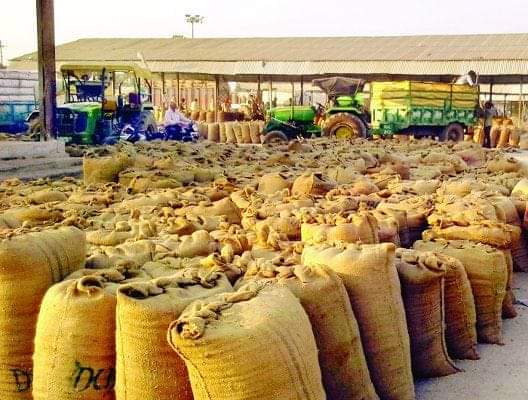 प्रदेश में कल से होगी धान की खरीद, पंजाब-हरियाणा नहीं जाएगी फसल