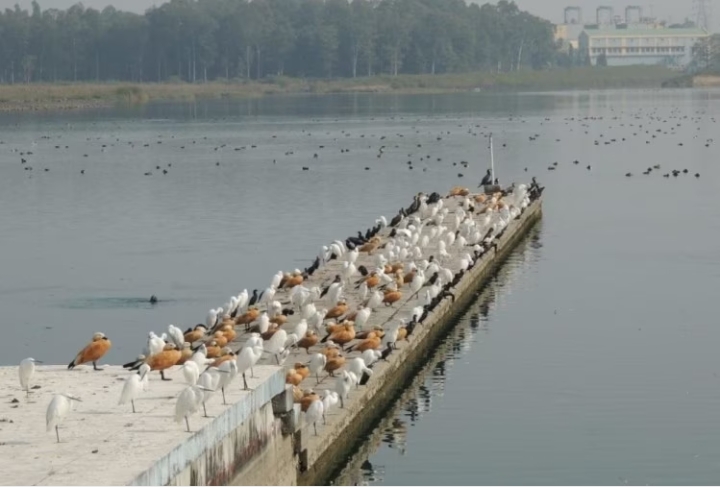 विदेशी परिंदे हजारों किलोमीटर का सफर तय कर पहुंचे उत्तराखंड,आसन झील में तीन हजार से ज्यादा परिंदाें का डेरा