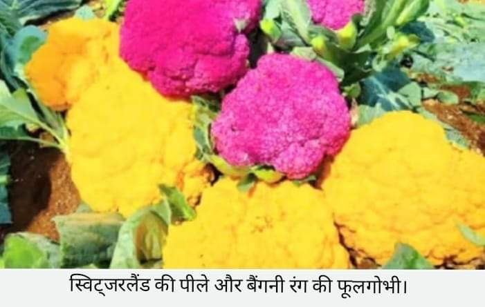 जिला मंडी के किसान ने उगाई स्विट्जरलैंड की पीले और बैंगनी रंग की फूलगोभी
