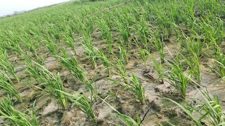 धान की फसल पर सूंडी का हमला, मैदानी क्षेत्रों में खराब हो रही फसल