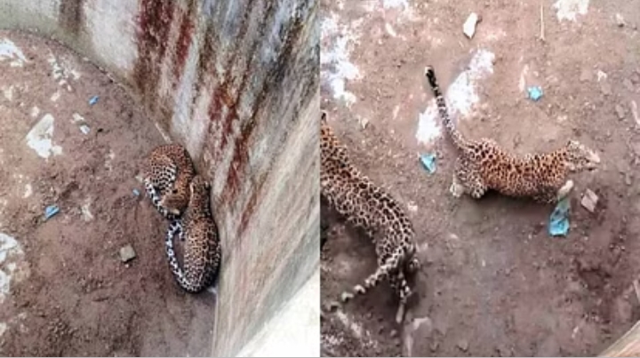 खाली टैंक में कई घंटे फंसे रहे दो तेंदुए, दीवार तोड़कर सुरक्षित निकाले