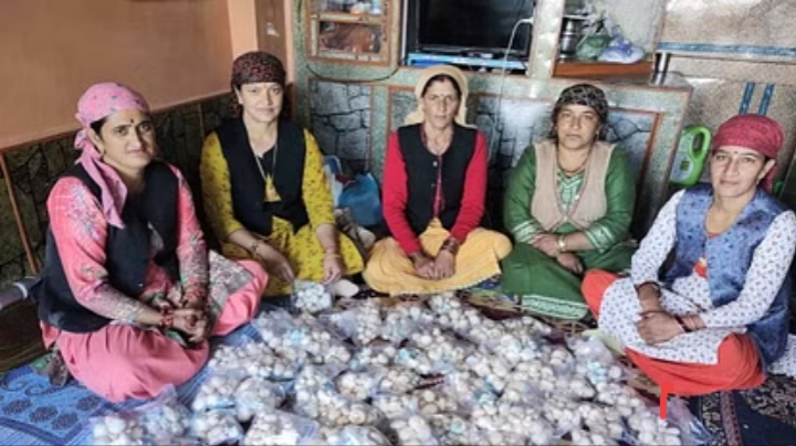 Shimla News: जायका परियोजना से मशरूम की खेती कर लाखों कमा रहीं महिलाएं
