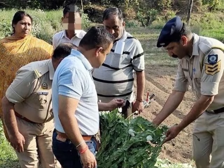 नाहन के जाबल का बाग में अफीम की खेती का पर्दाफाश, एक गिरफ्तार