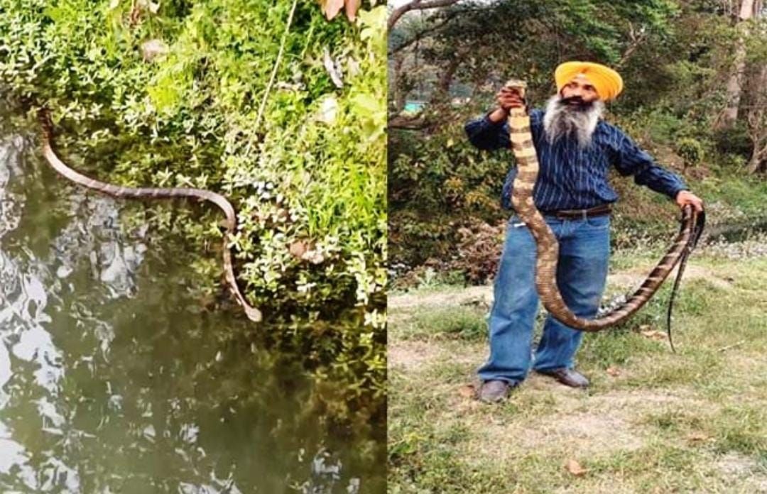 पांवटा साहिब में 10 फुट 5 इंच का किंग कोबरा मिलने से ग्रामीणों में दहशत