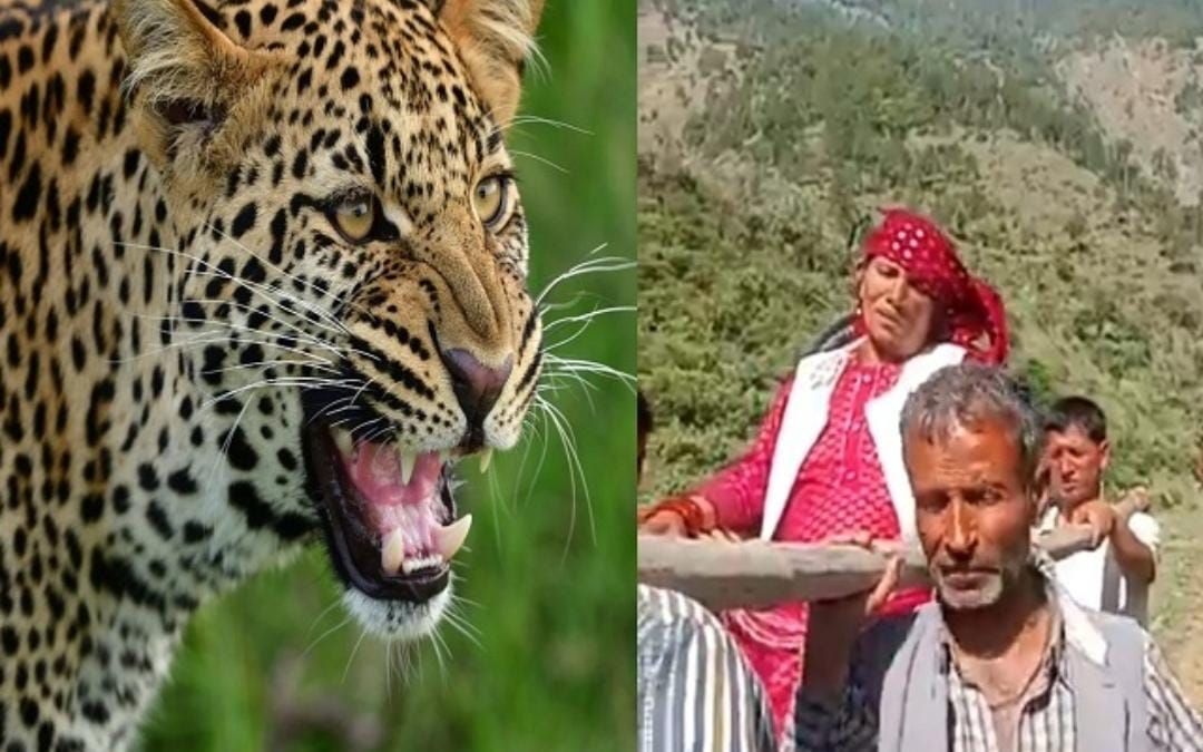 हिमाचल: बकरे पर झपटने वाला था तेंदुआ, बीच में आ गई महिला- जानें किस्मत का खेला