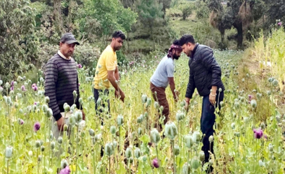 हिमाचल: पधर के 3 गांवों में बड़े पैमाने पर अफीम की खेती का पर्दाफाश, पुलिस ने 1 लाख से ज्यादा पौधे किए नष्ट