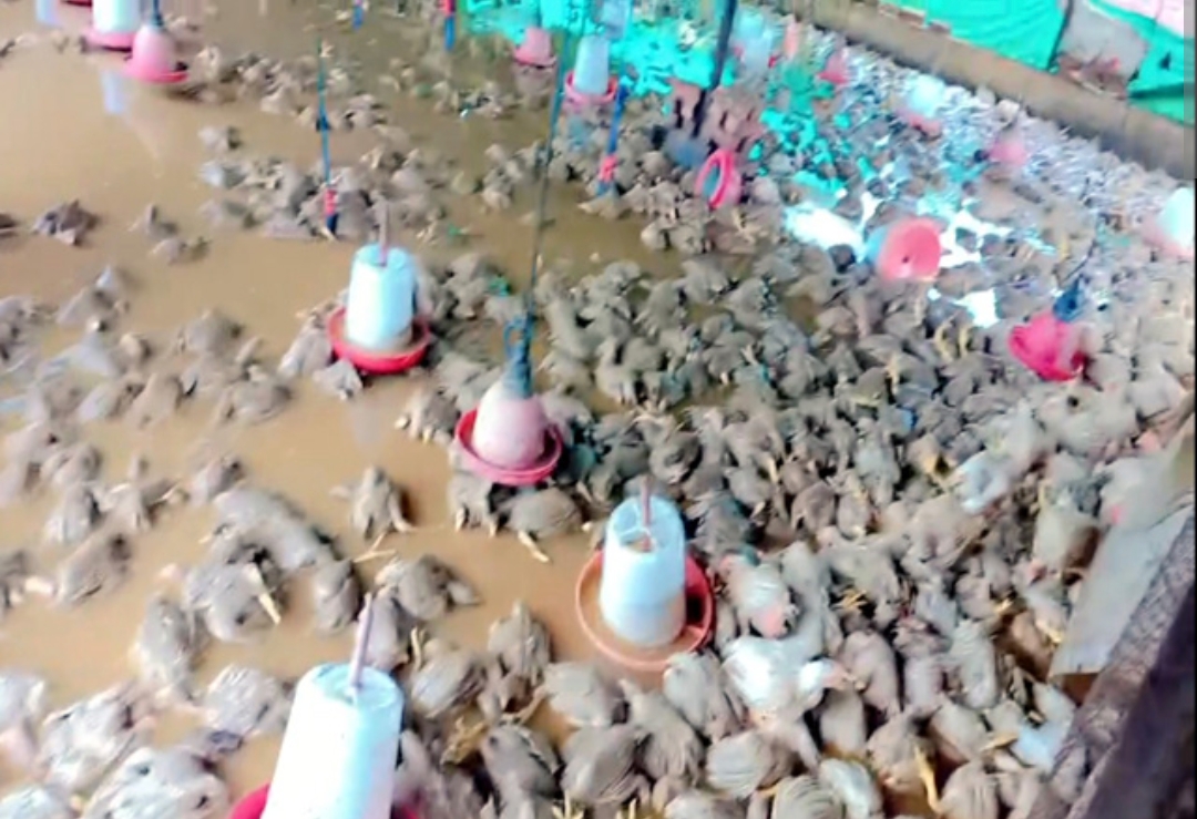 बारिश का कहर: 10 हजार चूजों की गई जान, पोल्ट्री फार्म के मालिक काे 30 लाख का नुक्सान