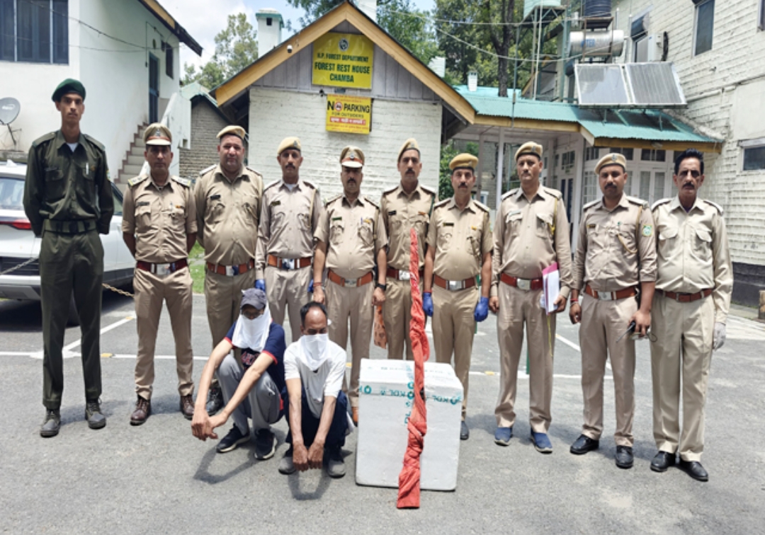 Himachal: संरक्षित वन्य जीव हिमालयन घोरल का किया शिकार, 12 बोर की बंदूक के साथ 2 लाेग गिरफ्तार