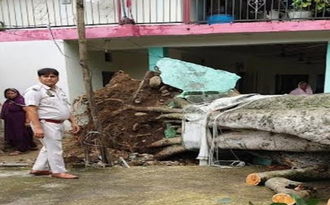 आंगन में झाड़ू लगा रही थी महिला, अचानक गिरा पेड़, हुई दर्दनाक मौ*त