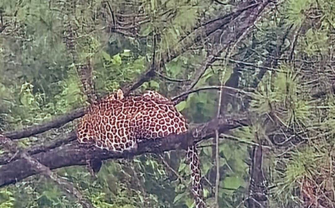 घुमारवीं के इस गांव में दिनदहाड़े पेड़ पर बैठा दिखा तेंदुआ, लाेगाें में दहशत का माहाैल