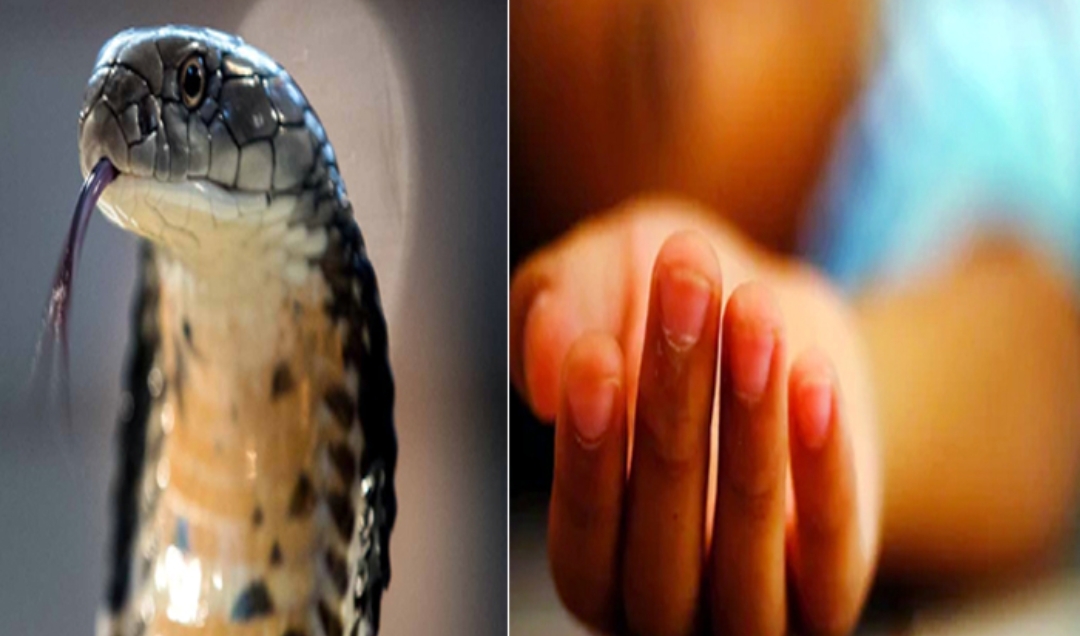 Paonta sahib: सांप के काटने से 9 साल के मासूम की मौत, परिवार पर टूटा दुखाें का पहाड़