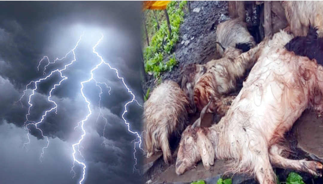 तूंगा माता की पहाड़ियों पर गिरी आसमानी बिजली, 7 बेजुबानाें की माैत, 8 घायल