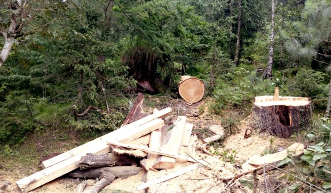 Himachal: प्राकृतिक आपदा की मार झेल रही देवभूमि पर अब ”वन माफिया” का कहर! हरे-भरे पेड़ों काे बनाया जा रहा निशाना