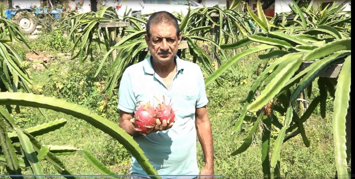 ड्रैगन फ्रूट ने बदली राजेंद्र की किस्मत! अब कमा रहे लाखों रुपए