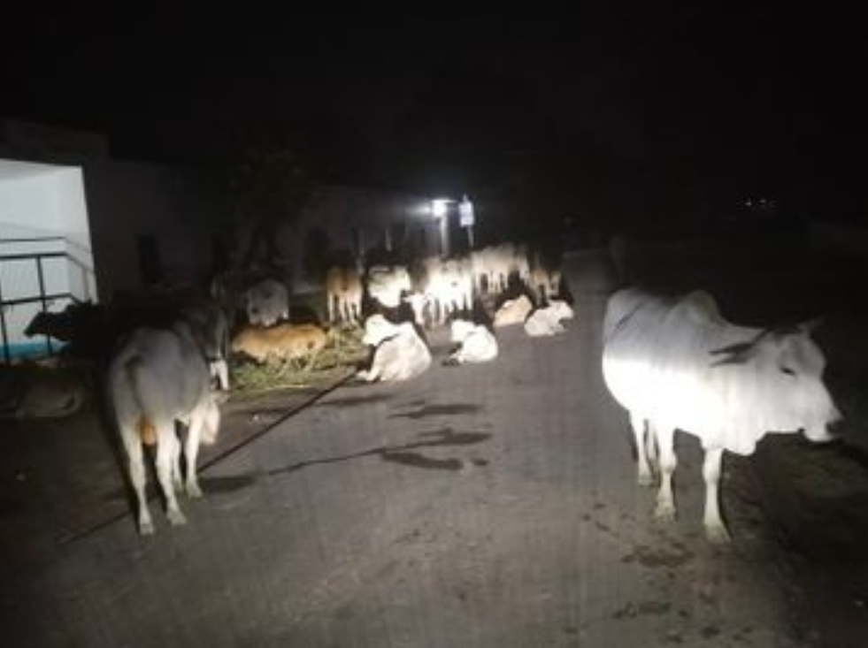 पशुओं को बचाते दुर्घटना का शिकार हुआ 55 वर्षीय महिला, मौत